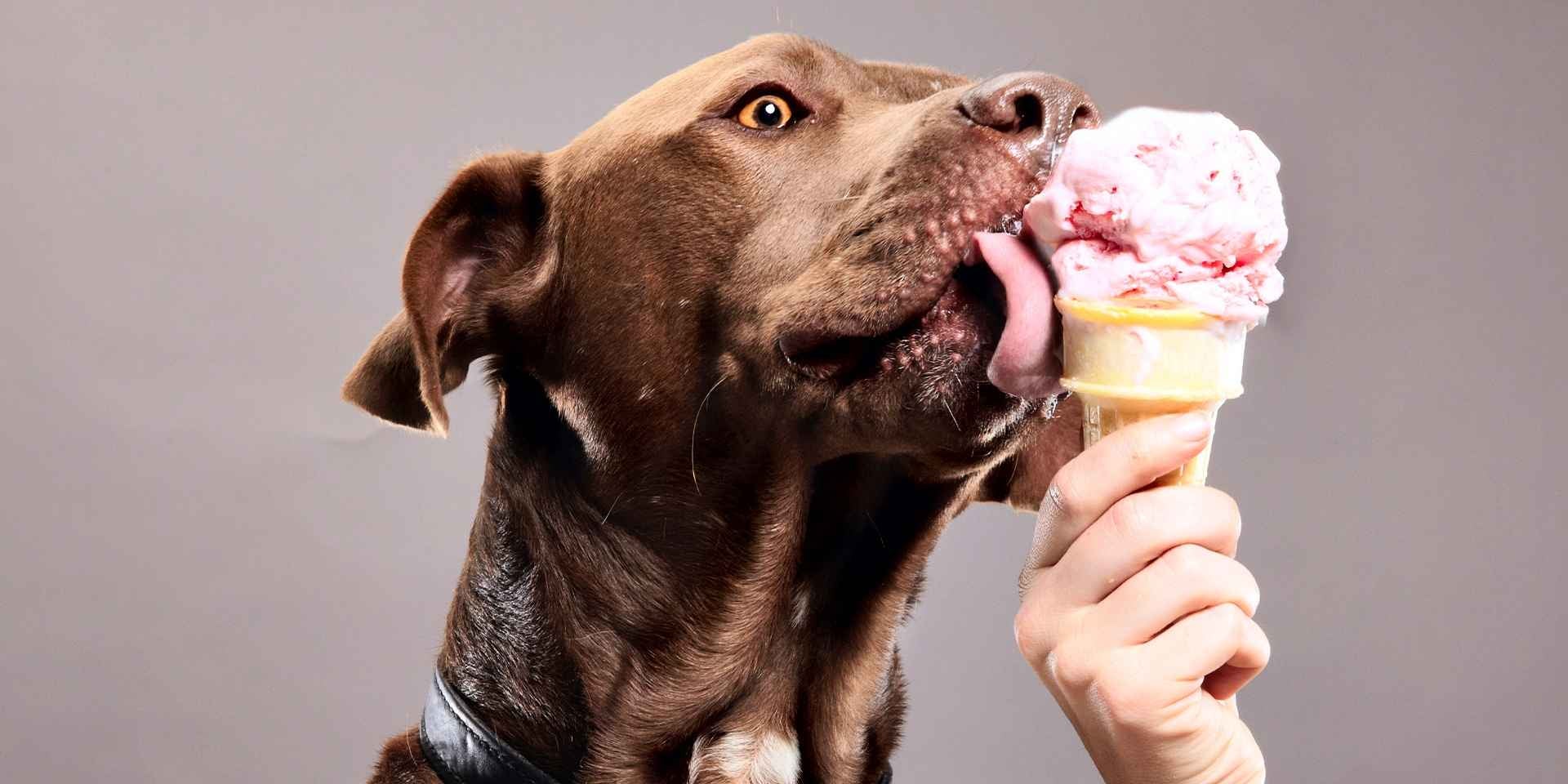 Los perros pueden comer helado