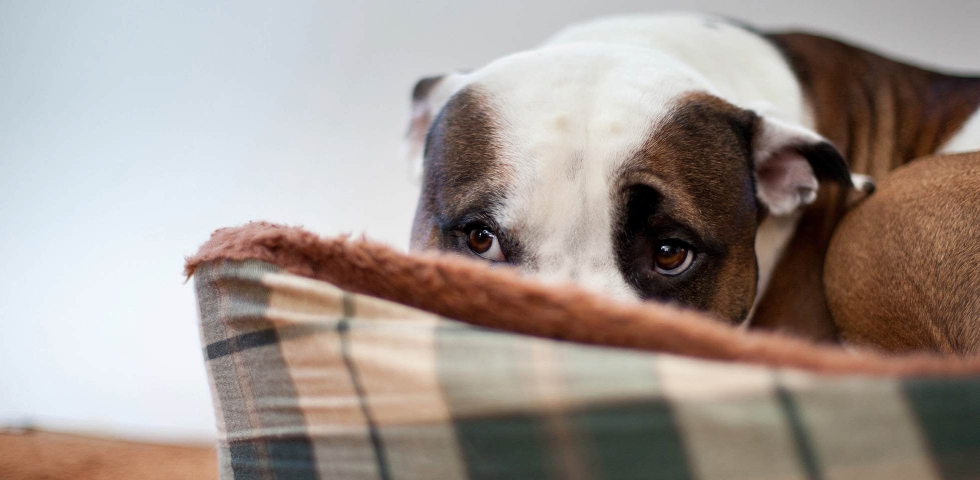 Los perros sueñan - pesadilla Los perros sueñan, pero también pueden tener pesadillas, como este perrito asustado.
