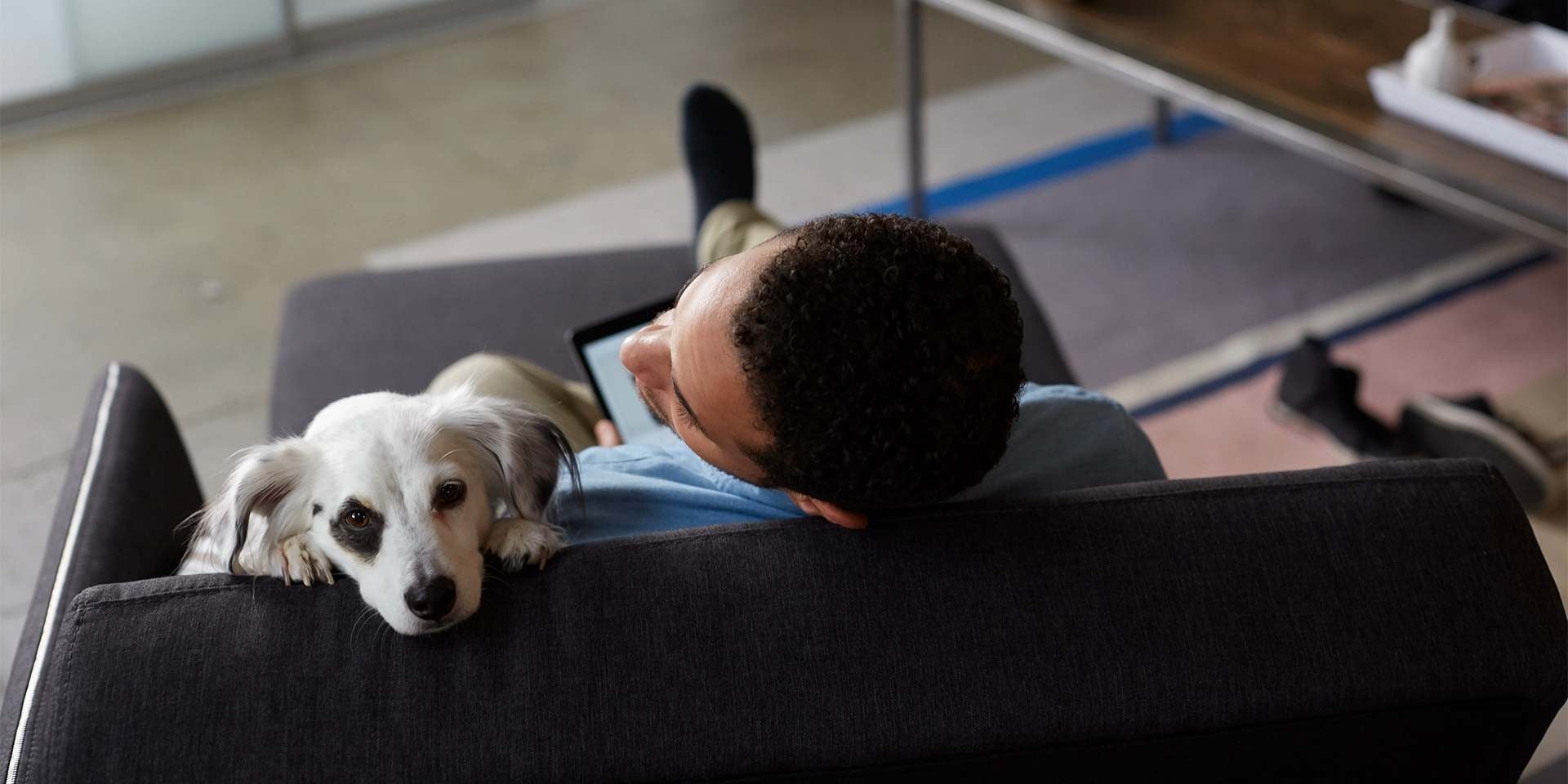 Perros en adopción: recordá desarrollar los procesos de desparasitado y esterilización a tiempo.