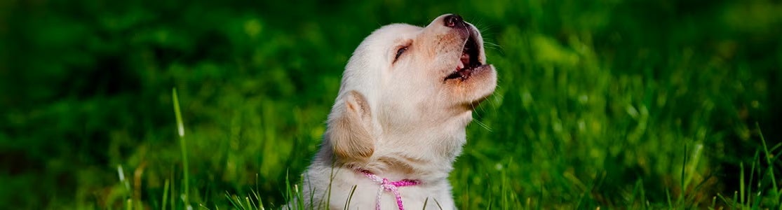 Por qué aúllan los perros. Cachorro aullando.