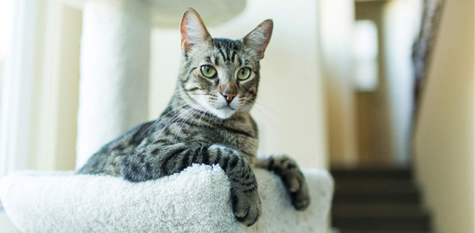 Gato ronroneando mientras está en su lugar favorito. ¿Por qué ronronean los gatos?