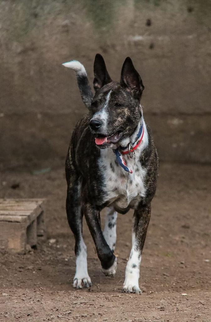 Hugo