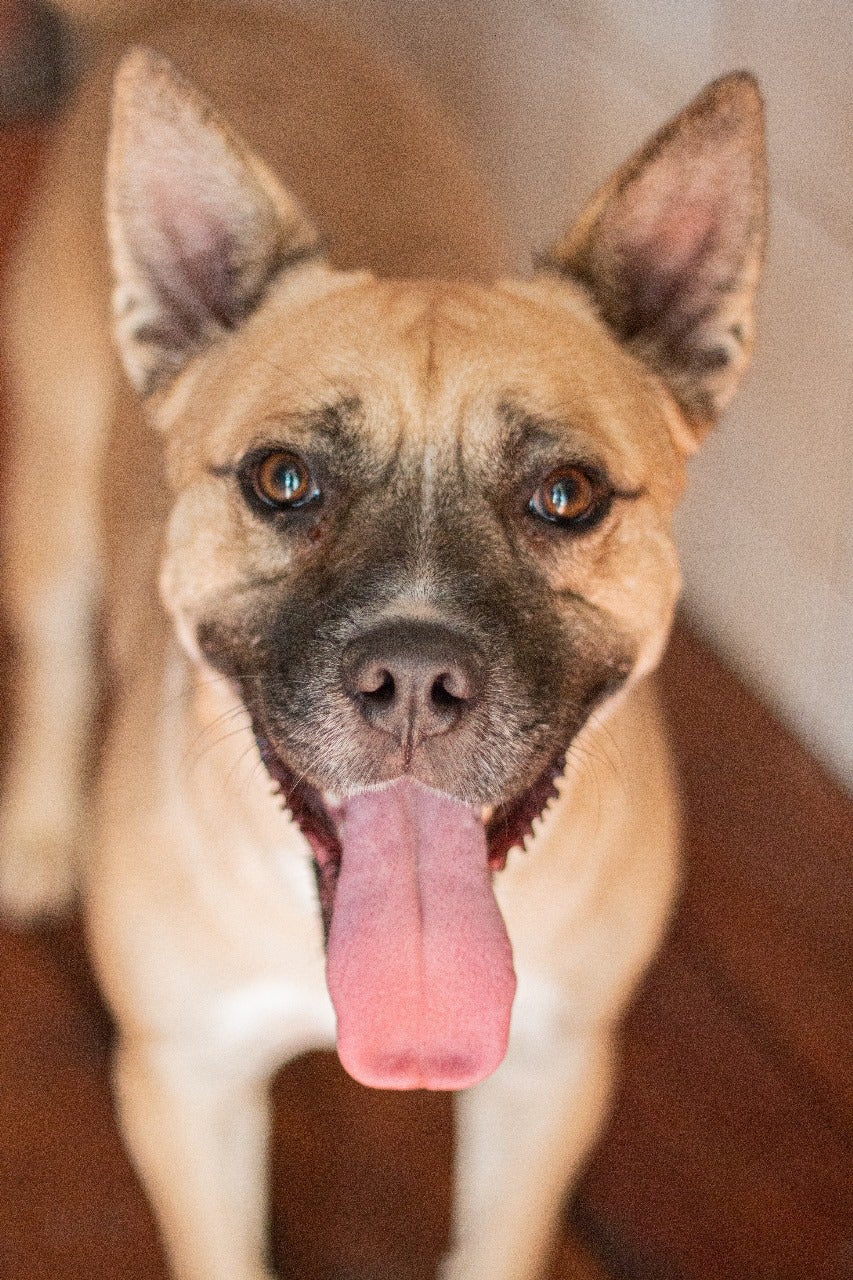 Kio