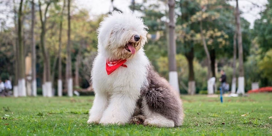 Razas de perros peludos – Bobtail Razas de perros peludos. Bobtail sentado en el parque.