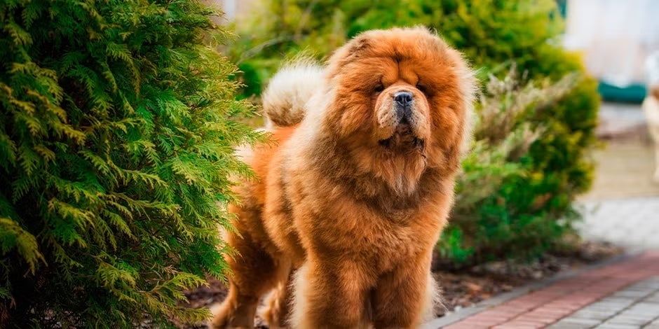 Razas de perros peludos y cuidados para su bienestar Perro peludo frente a un arbusto