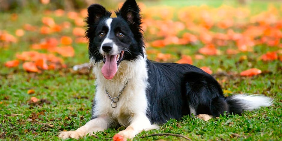 Razas de perros peludos – Collie Razas de perros peludos. Collie acostado sobre césped.