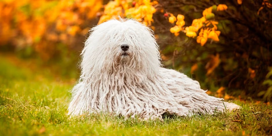 Razas de perros peludos – Komondor Razas de perros peludos. Komondor húngaro acostado, vista frontal.