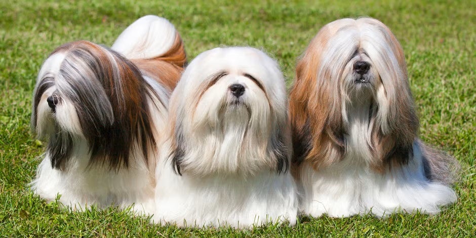 Razas de perros peludos – Bichón maltés Razas de perros peludos. Tres bichones malteses acostados sobre césped.