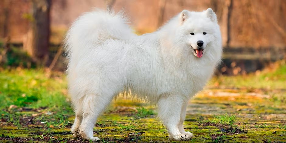 Razas de perros peludos – Samoyedo Razas de perros peludos. Samoyedo de pie, vista lateral.
