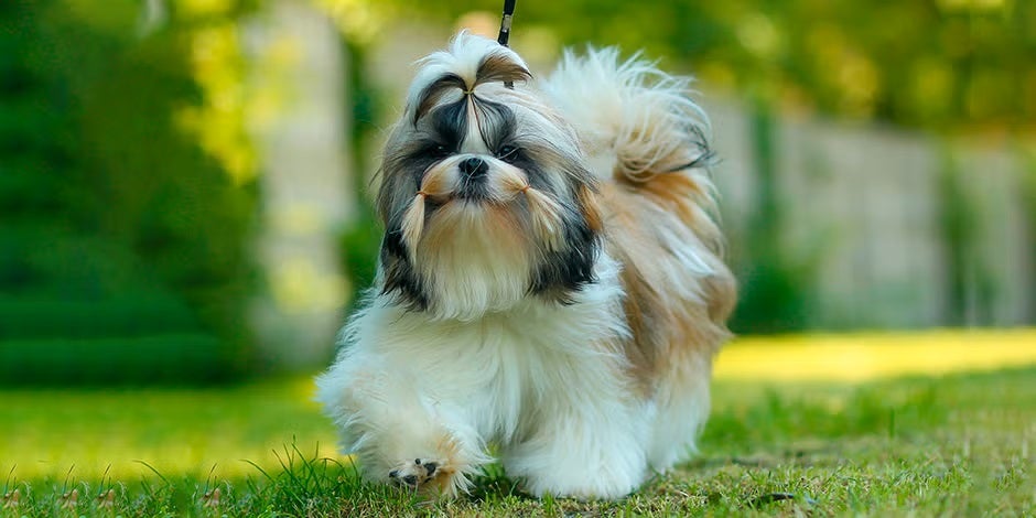 Razas de perros peludos – Shih Tzu Razas de perros peludos. Shih Tzu caminando sobre césped.