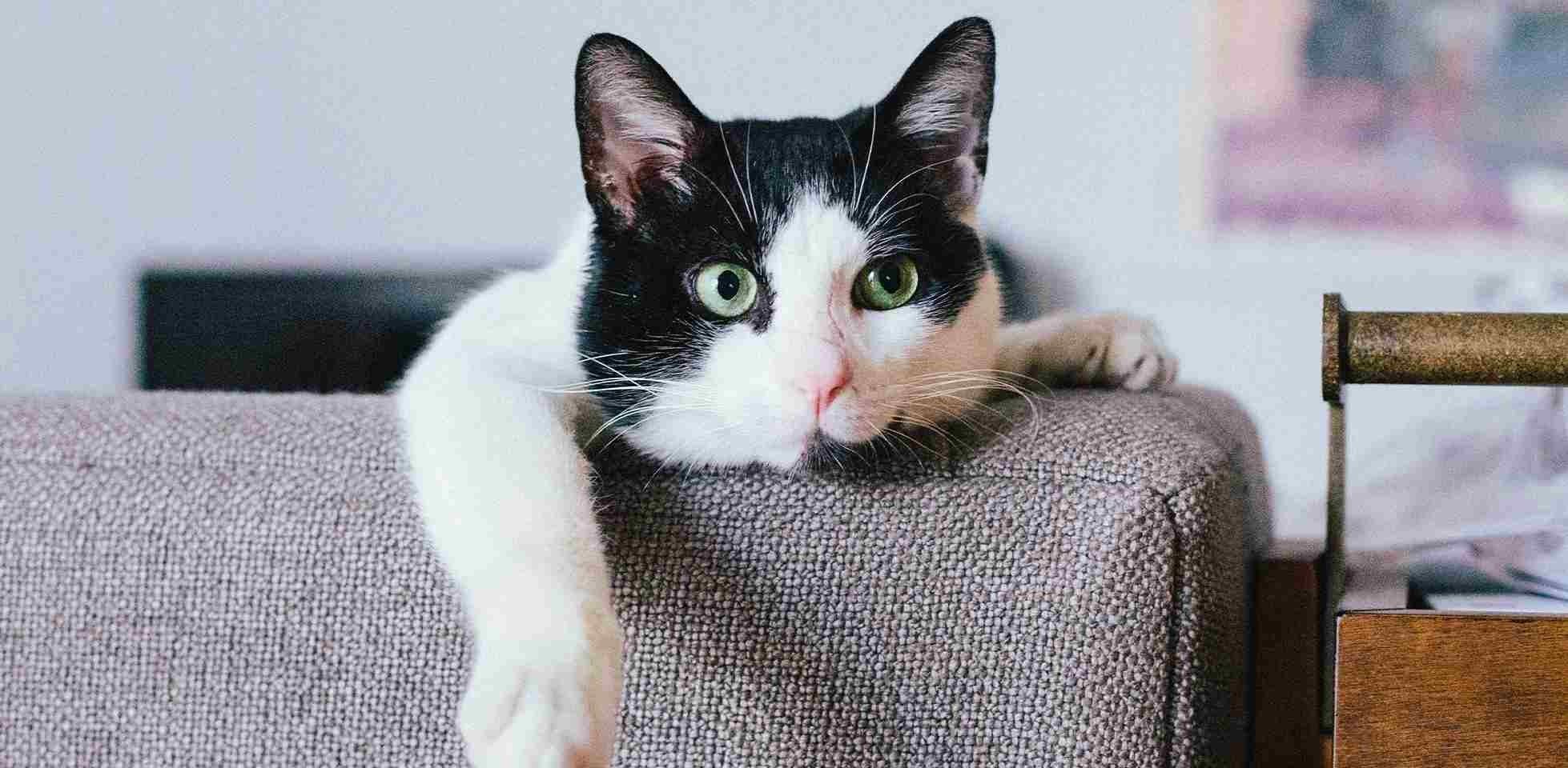 Tos en gatos - Cuidados El aseo, la nutrición son algunos de los cuidados para prevenir la tos en gatos. Michi sobre sofá.