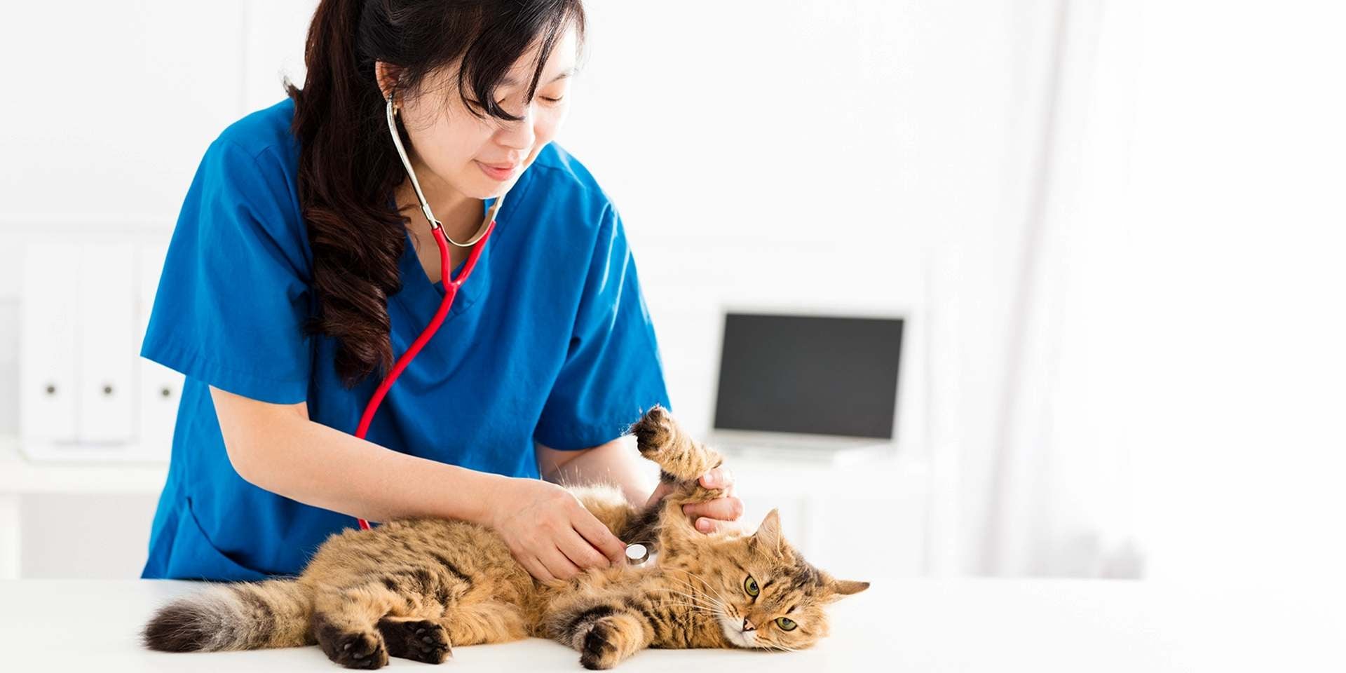 Tos en gatos - Veterinaria Para identificar qué causa la tos en gatos, consultá a un profesional. Veterinaria revisando a un michi.