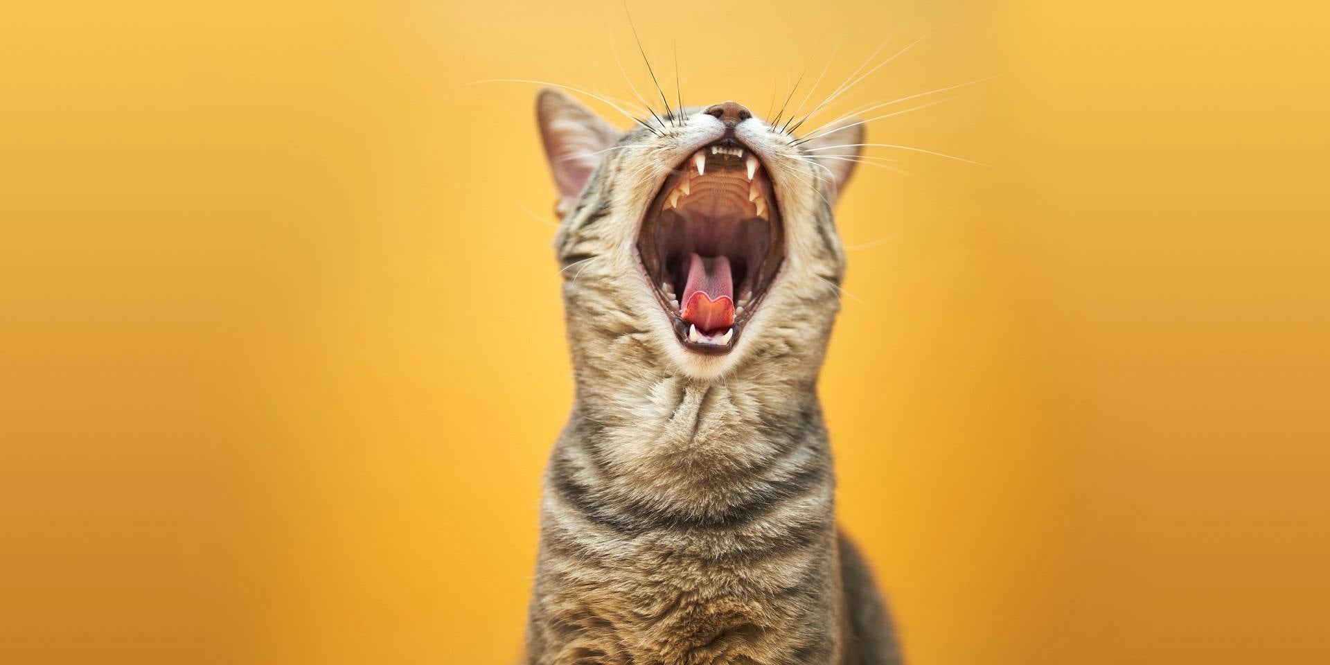 Tos en gatos. Michi con sus fauces abiertas