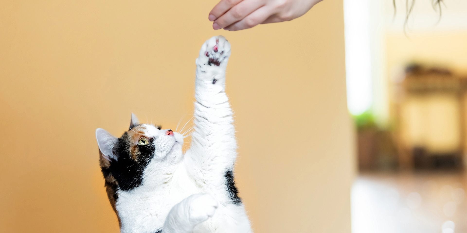 Uñas de gato – Cuidados Cuidar de las uñas de tu gato es esencial para su salud y felicidad. Tutor mimando a su mascota.