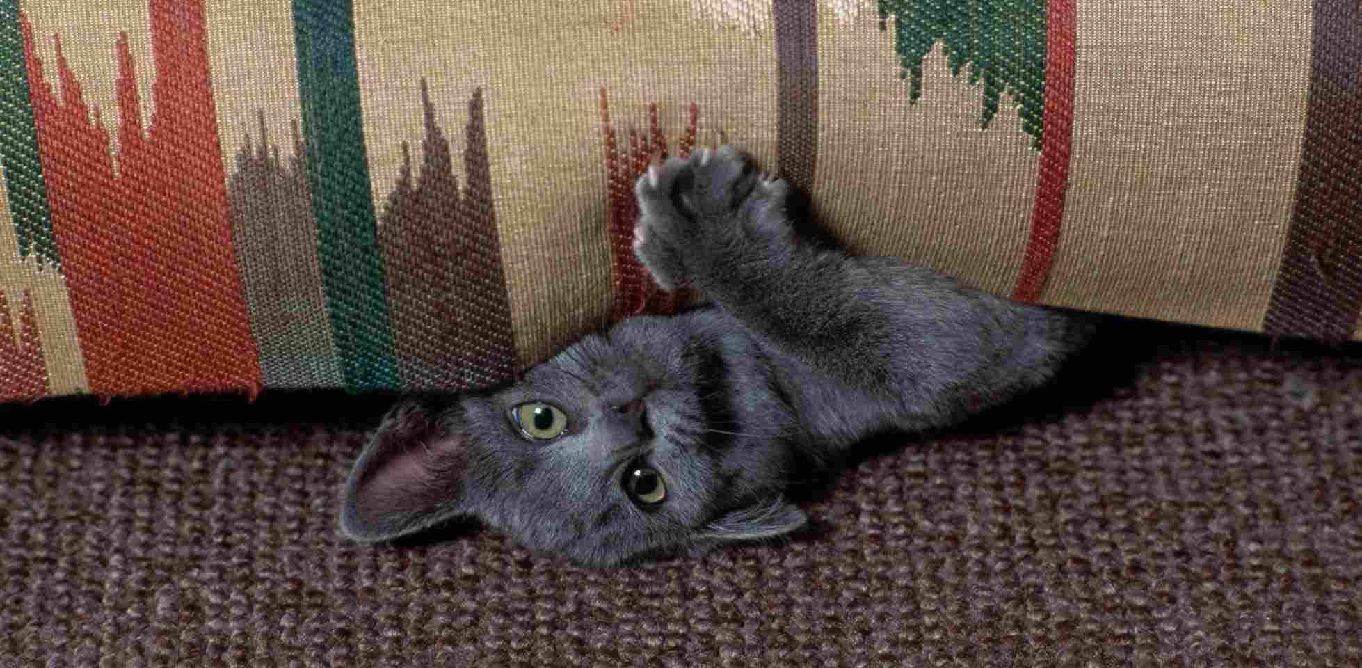 Uñas de gato – Cuidados Las uñas de gato delanteras son claves para interactuar con su entorno. Michi mostrando sus garras mientras juega.