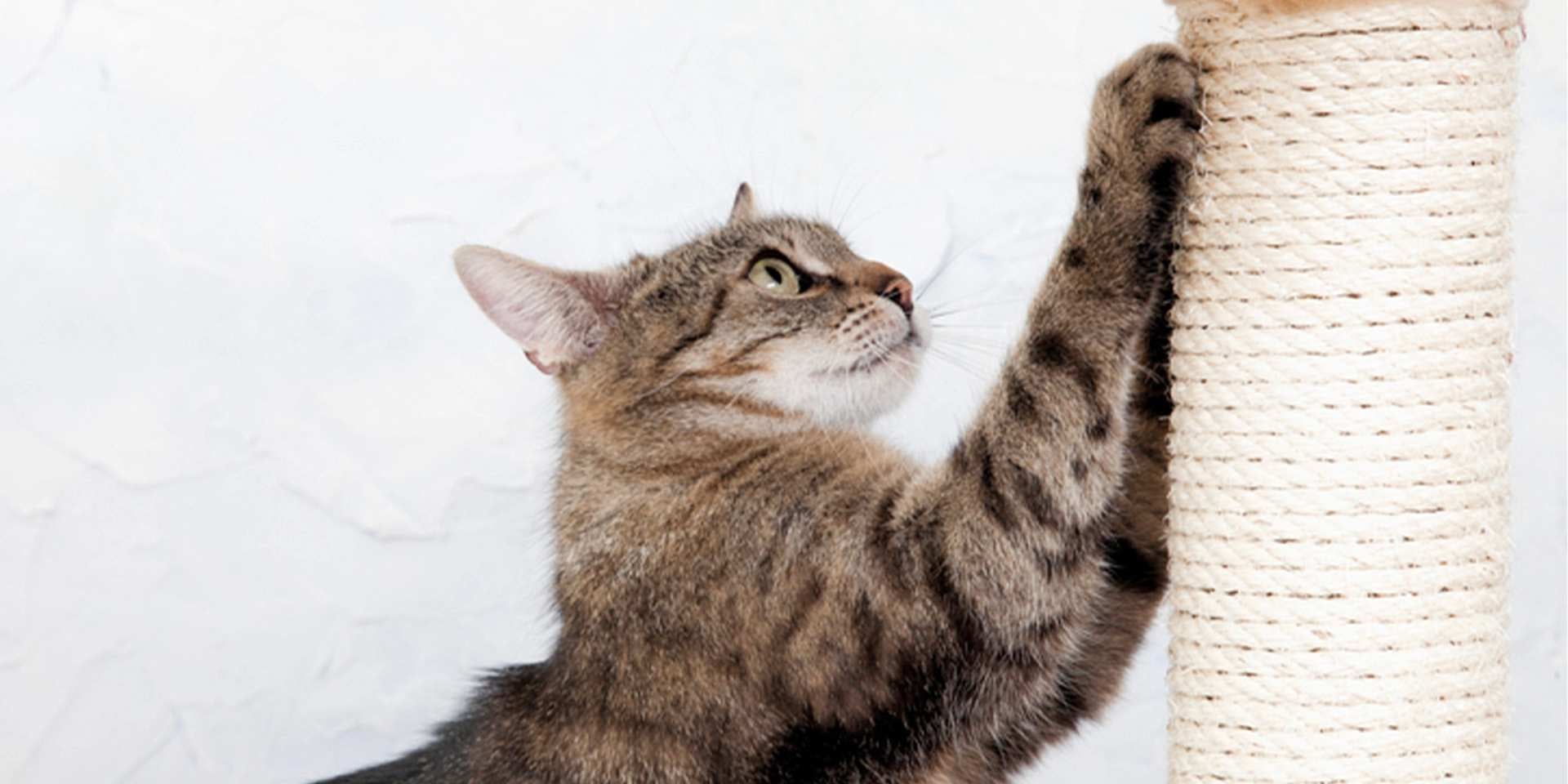 Uñas de gato – Rascador El rascador es fundamental para mantener la salud de las uñas de tu gato. Michi usando un rascador.