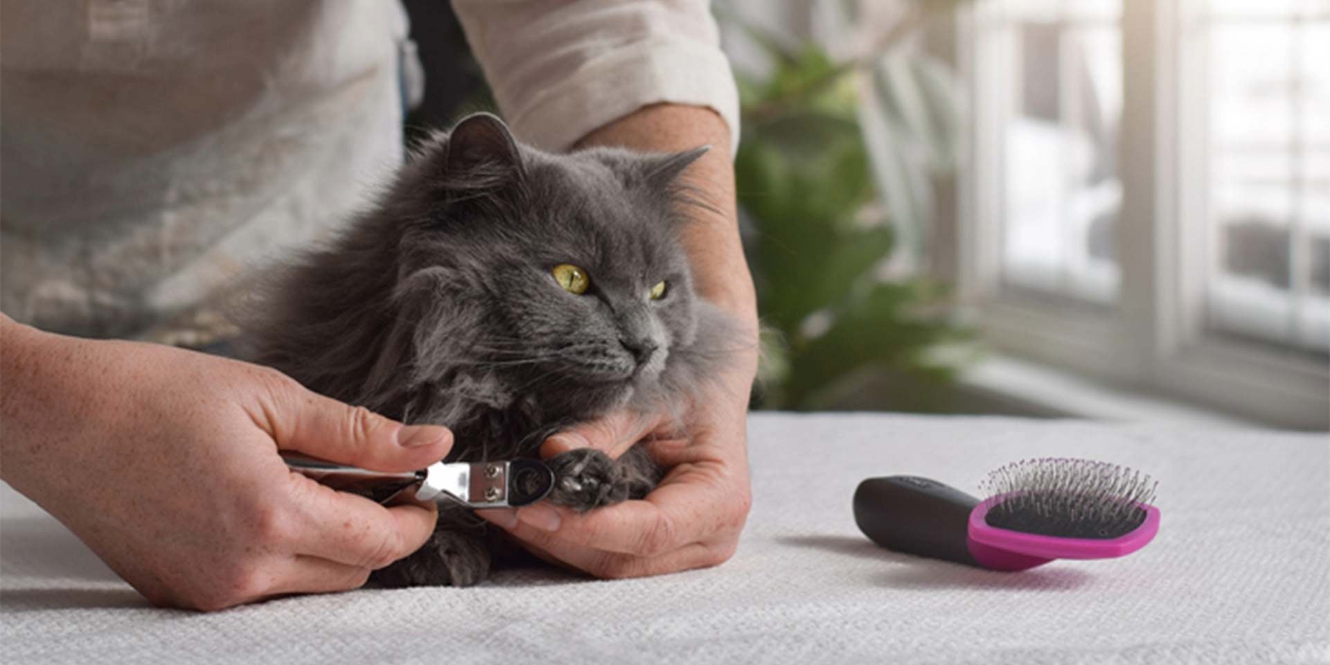 Tutora cortando uñas de gato