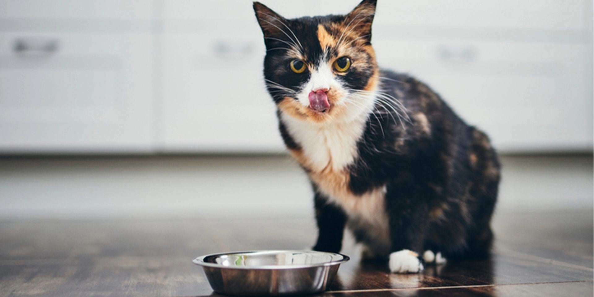 Vitamina A para gatos - Carey Michi carey junto a su plato después de comer su alimento con vitamina A para gatos.
