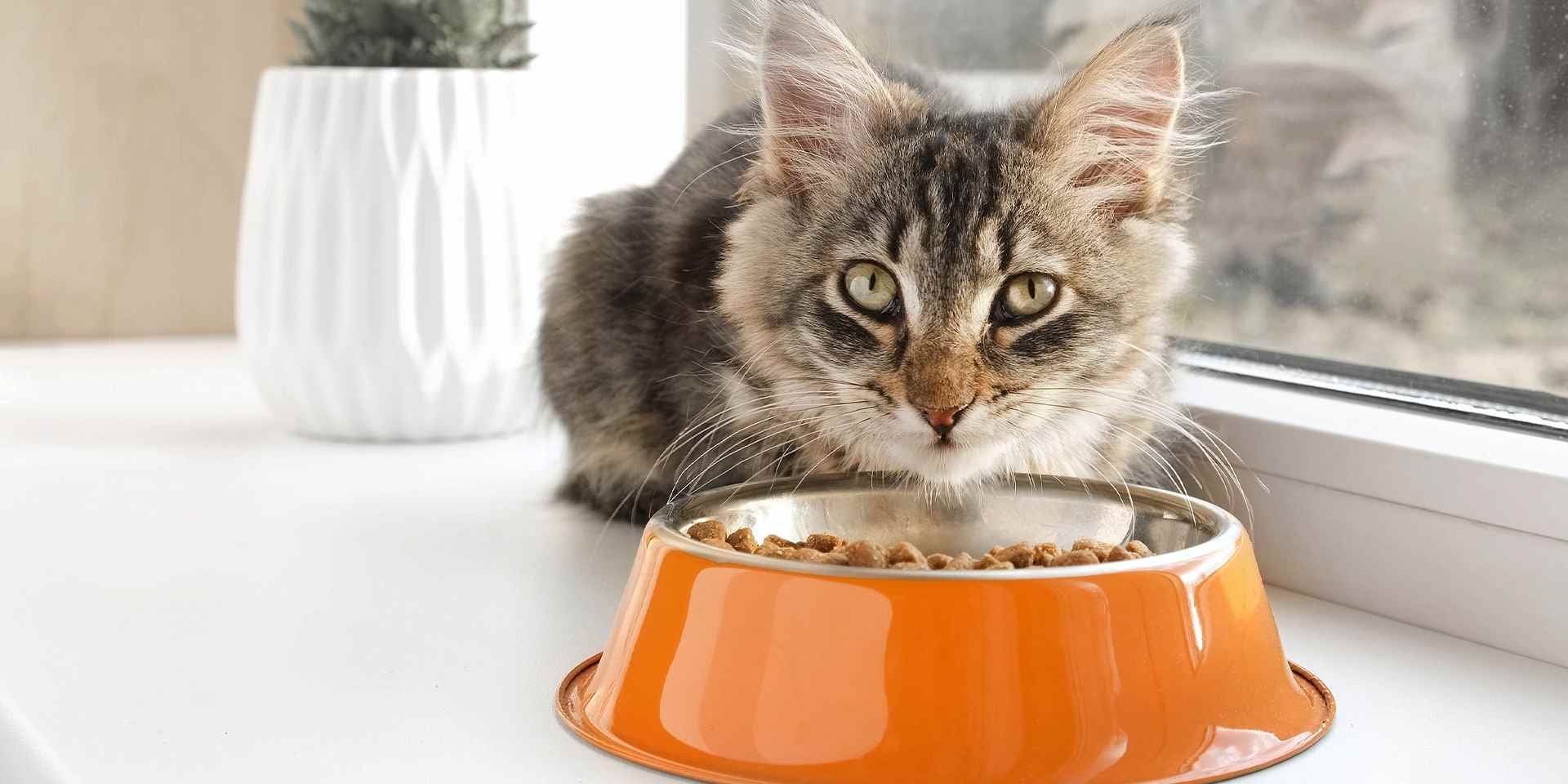 Vitamina A para gatos – Croquetas ONE Michi comiendo croquetas con vitamina A para gatos de su plato naranja.