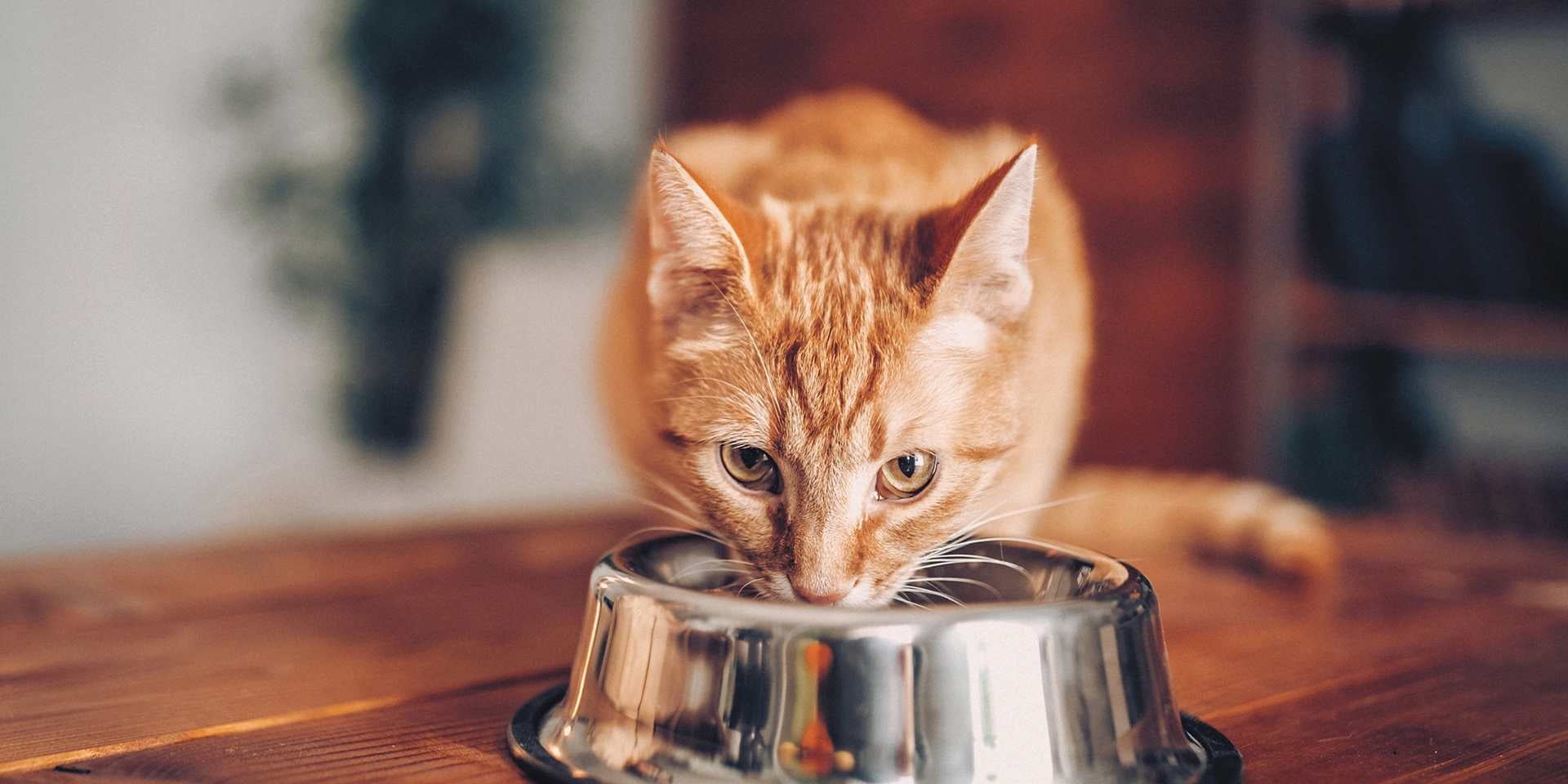 Michi naranja comiendo, importancia de la vitamina A para gatos.