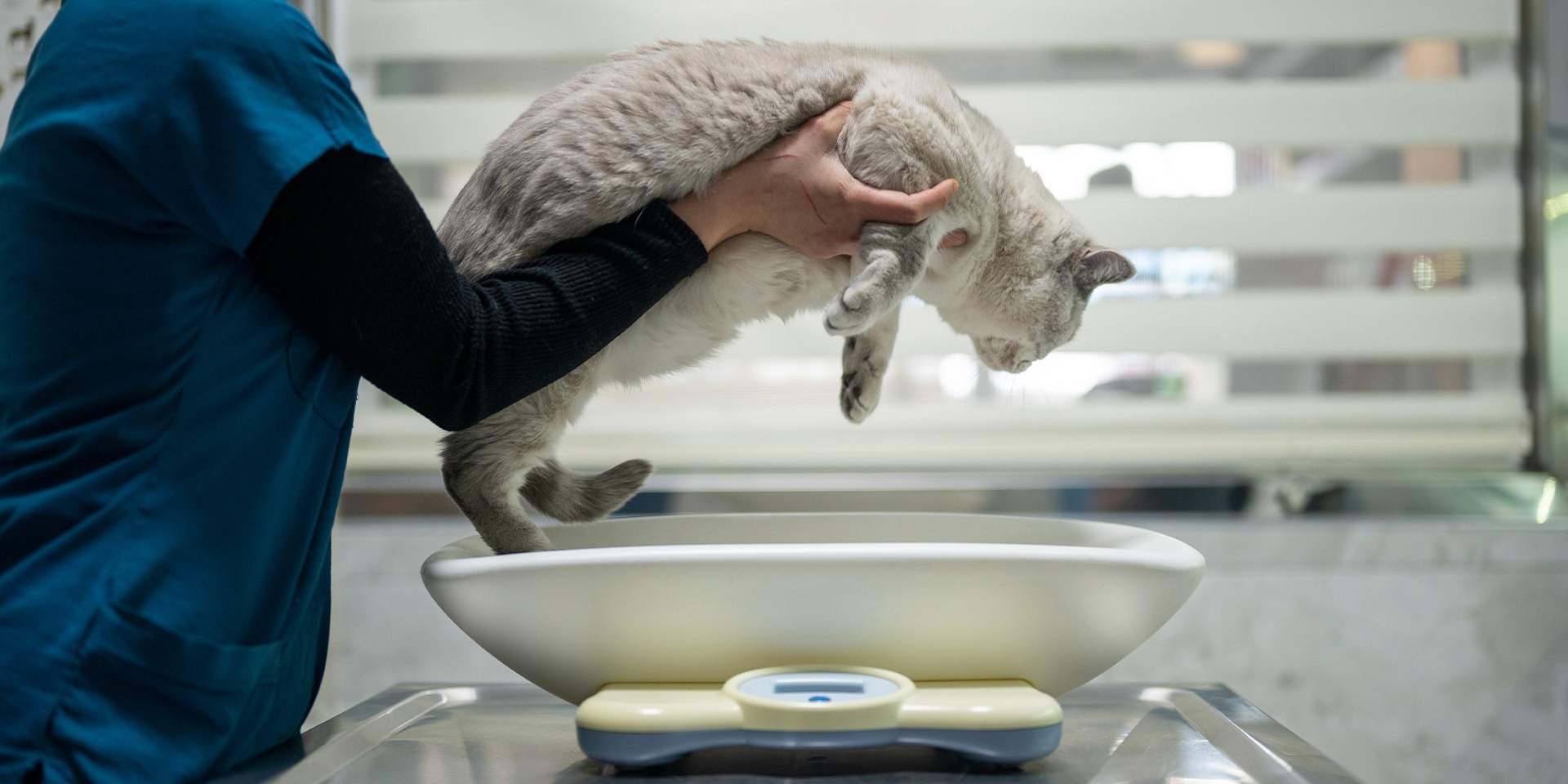 Gato enfermo - Sobrepeso Un michi obeso, como el que pesan en la imagen, podría resultar siendo un gato enfermo.