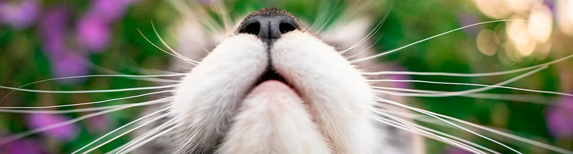 Vista en primer plano de los bigotes de un gato en el exterior.