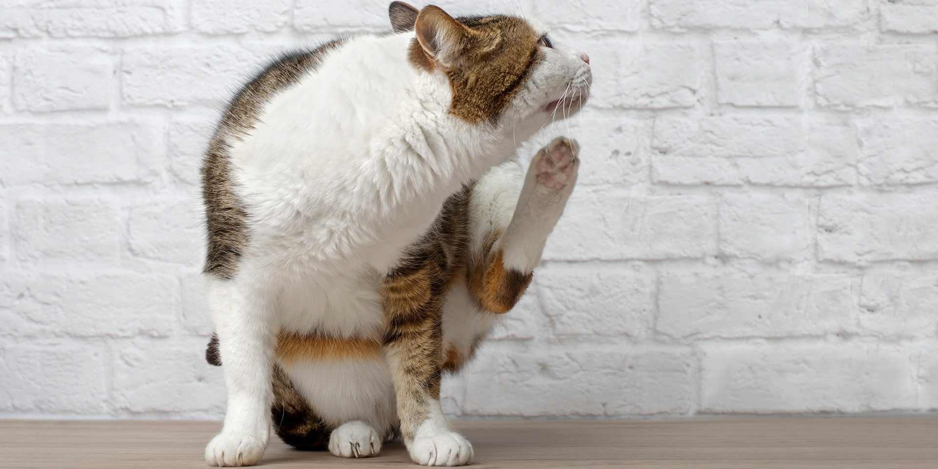 : Aprendé cada cuánto se desparasita un gato, para evitar que tenga comezón por pulgas u otros ectoparásitos.