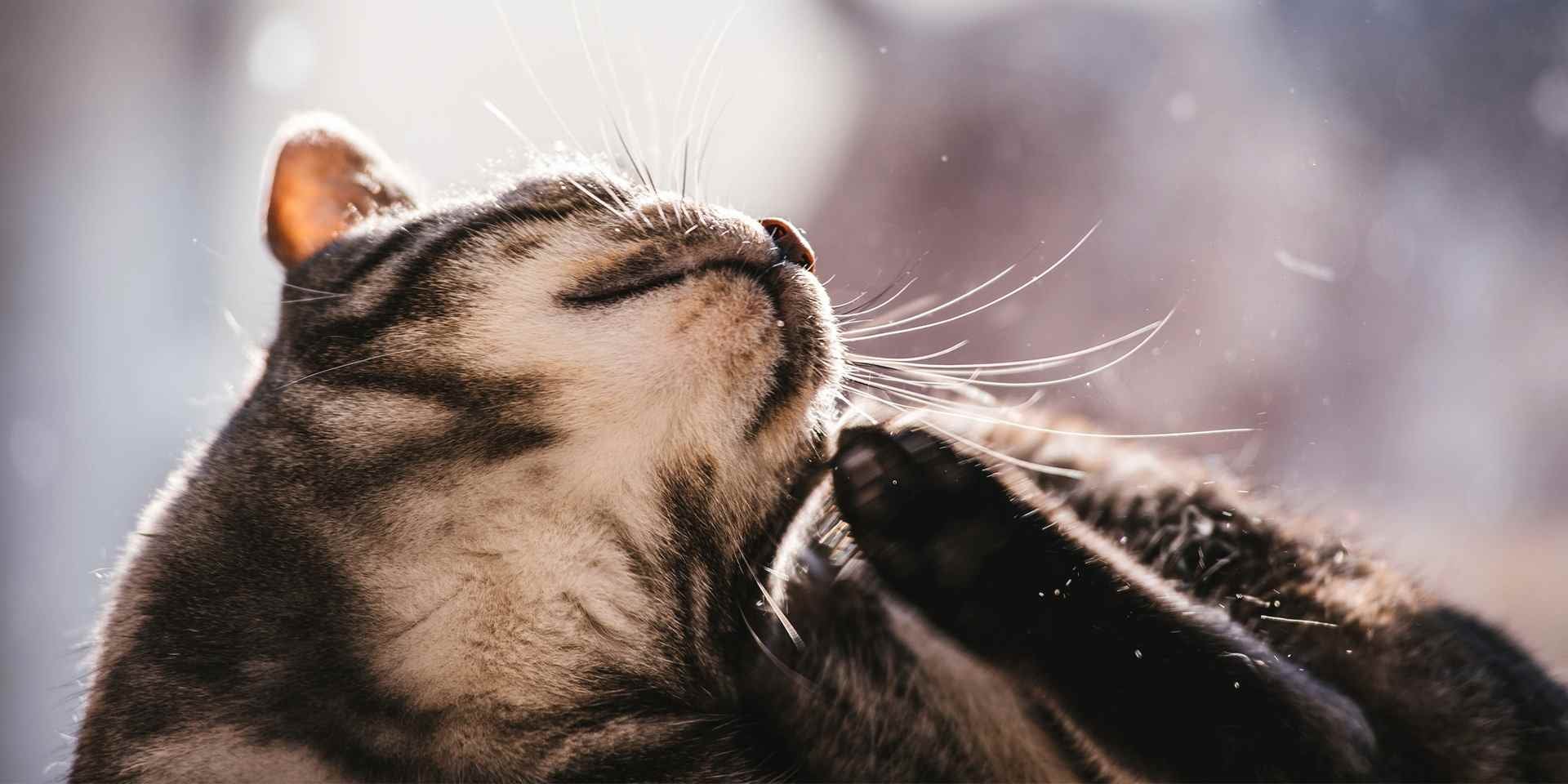 Michi rascándose. Descubrí cada cuánto se desparasita un gato y evitá que tenga comezón por ectoparásitos.