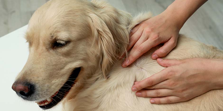 Cáncer en perros - Piel  Revisión de la piel de un golden retriever en busca de melanomas o cáncer en perros.