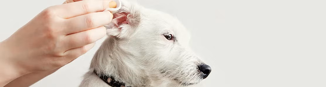 No te preguntés “¿cómo limpiar las orejas de mi perro?”, aprendé acá y hacelo, como con este can blanco.