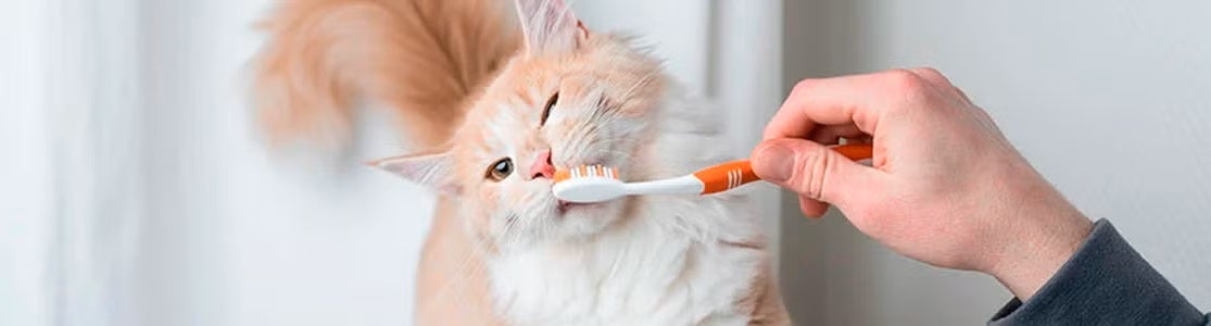  Los dientes de gato usualmente no presentan problemas, siempre y cuando los cuidés adecuadamente. Cepillado.