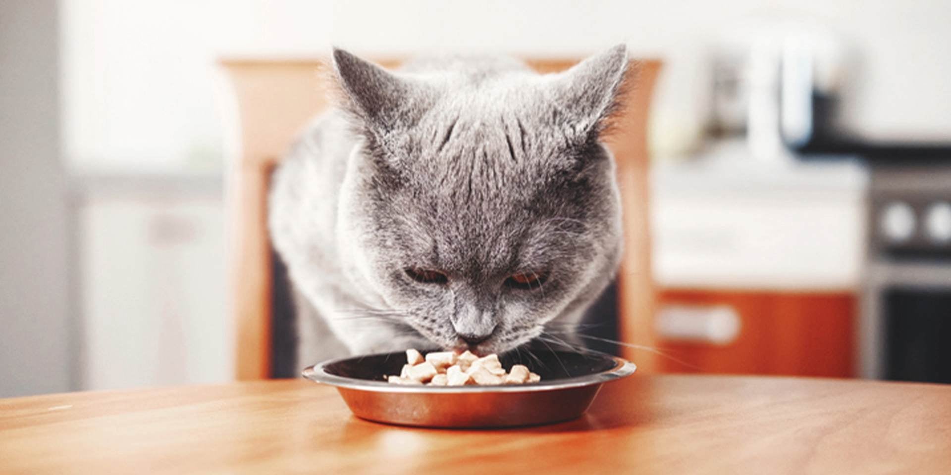 Gato enfermo – Falta de apetito Gato enfermo oliendo su comida sin comerla. La falta de apetito consistente es un síntoma claro de un gato enfermo.