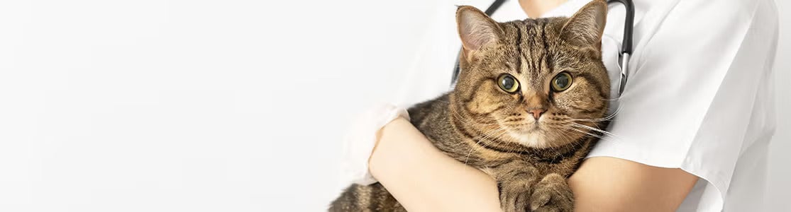 Estos son los síntomas que puede mostrar un gato enfermo.
