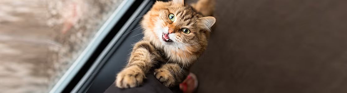 El lenguaje de los gatos está basado en posturas y movimientos, ¡Su lengua nativa es el lenguaje corporal!