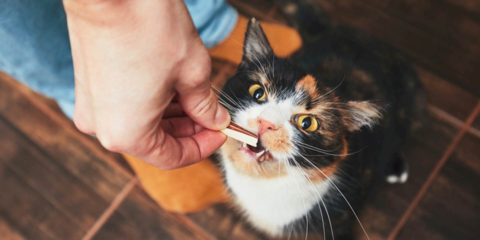 Descubrí si los gatos pueden comer melón y algunas frutas y cuidá su adecuada nutrición.