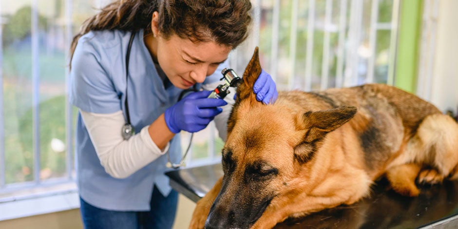 Mi perro tiene fiebre - Orejas Veterinaria examinando las orejas de un pastor alemán. ¿Cómo saber si mi perro tiene fiebre?