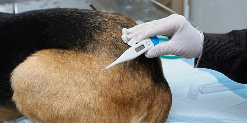 Mi perro tiene fiebre - Termómetro ¿Cómo saber si mi perro tiene fiebre? Usá un termómetro como en la imagen o validá con el veterinario.