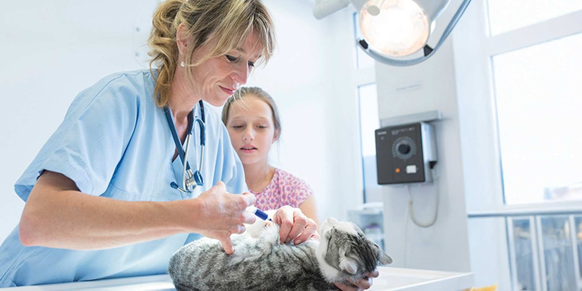 El moquillo en gatos puede ser una enfermedad muy peligrosa, debés conocer sobre ella. Michi en el veterinario.
