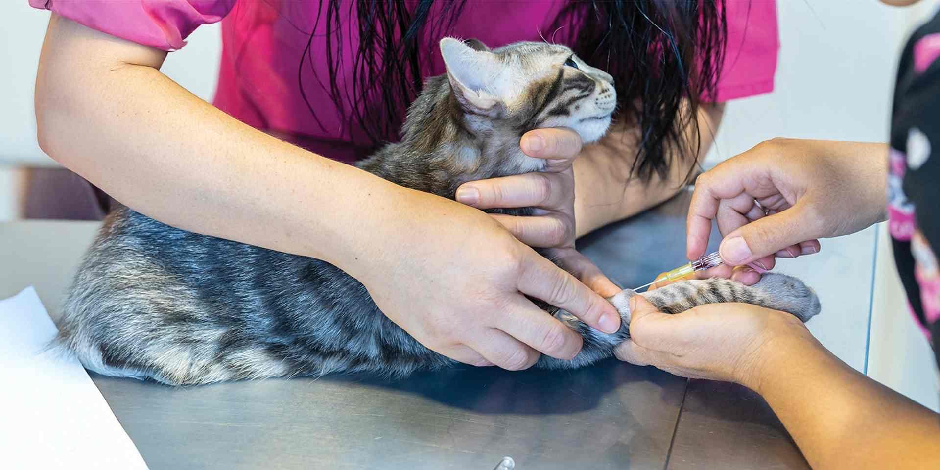 Moquillo en gatos - Signos Si detectás varios signos del moquillo en gatos debés consultar con el veterinario cuanto antes. Michi con su veterinaria.