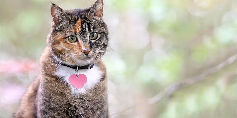 Encontrá acá los nombres para gatas más llamativos para tu michi. Gatita con collar de corazón.