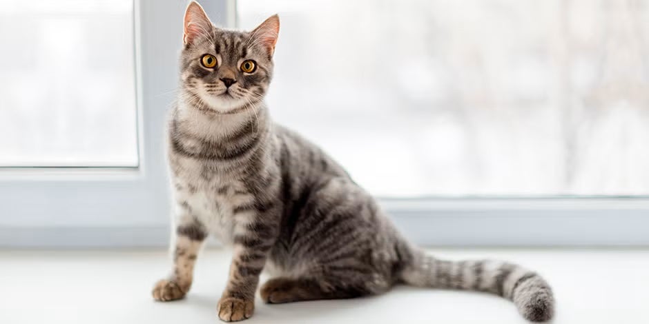 Nombres para gatos. Michi gris atigrado sentado.