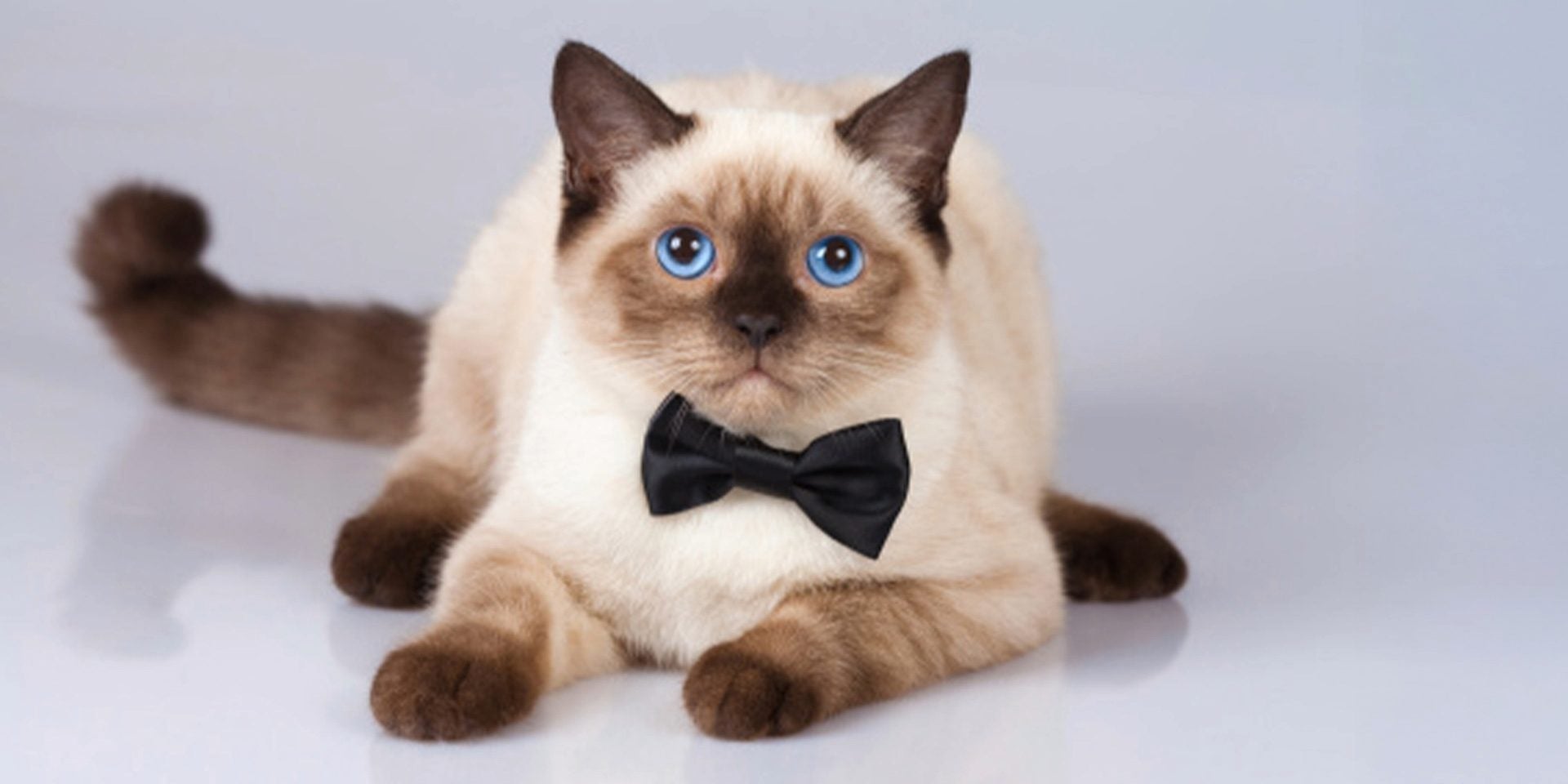 Los nombres para gatos siameses podrían inspirarse en su origen o su color. Siamés con corbatín, sentado.