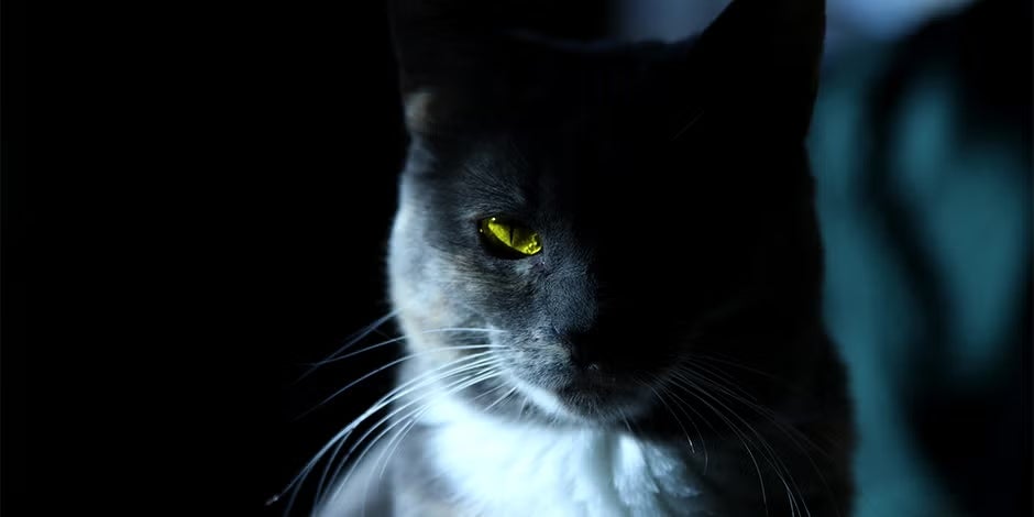 Ojos de gato - Oscuridad Los ojos de un gato le permiten ver en la oscuridad. Michi en la penumbra
