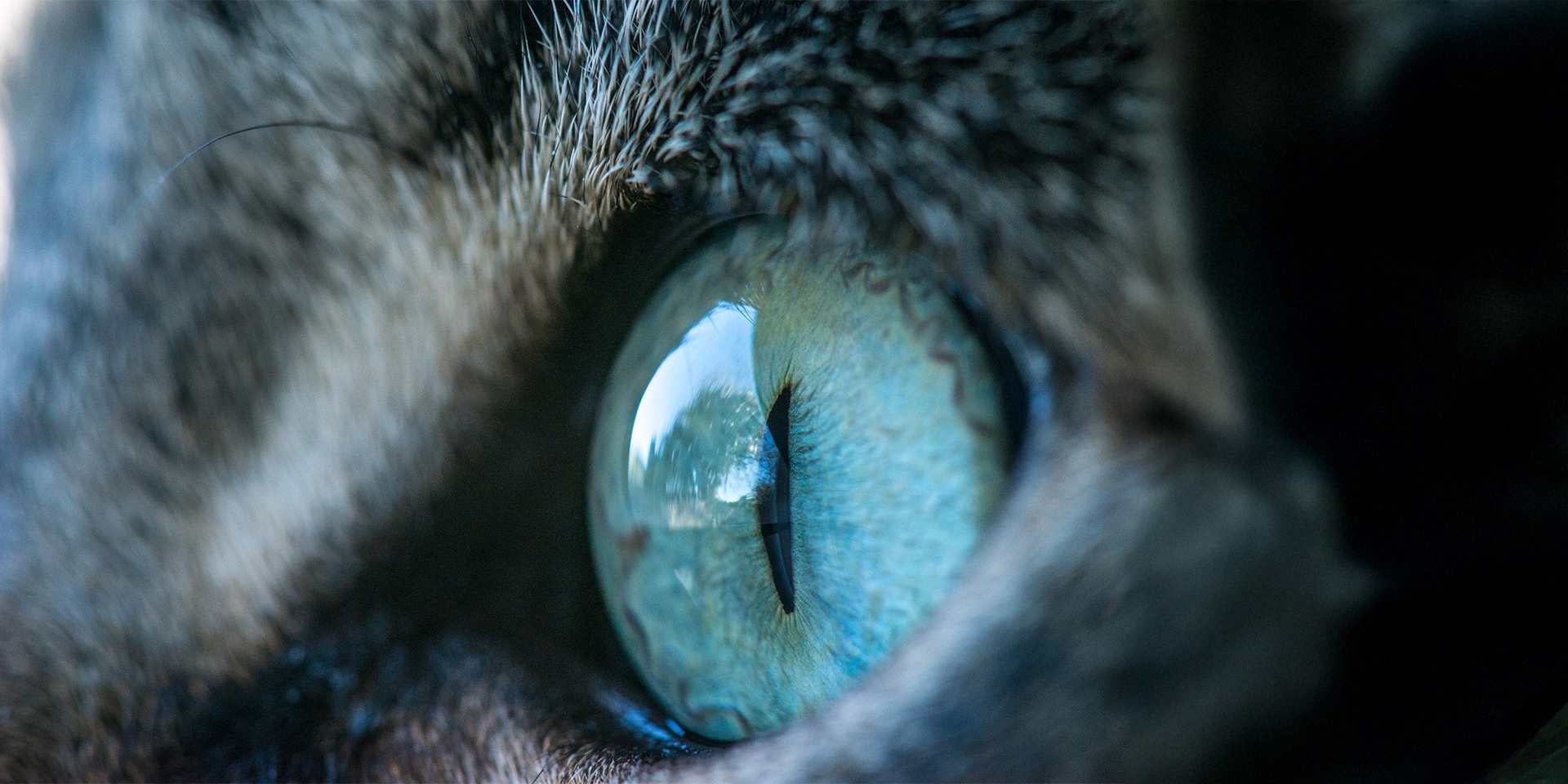 Ojos de gato - Verde Acercamiento a uno de los ojos de un gato, de color verde, un color común entre michis, junto al azul y el ámbar.