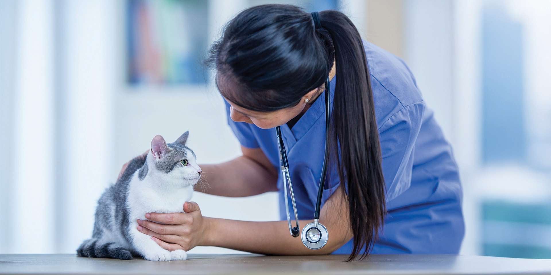 Ojos de gato - Veterinaria Veterinaria examinando los ojos de un gato.