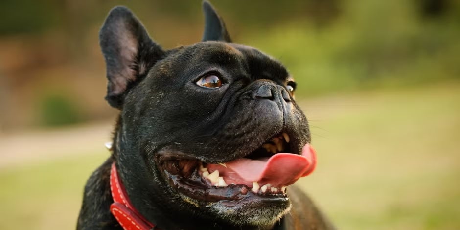 Por qué jadean los perros - Bulldog Aprendé con PURINA® sobre por qué jadean los perros como este bulldog francés negro.
