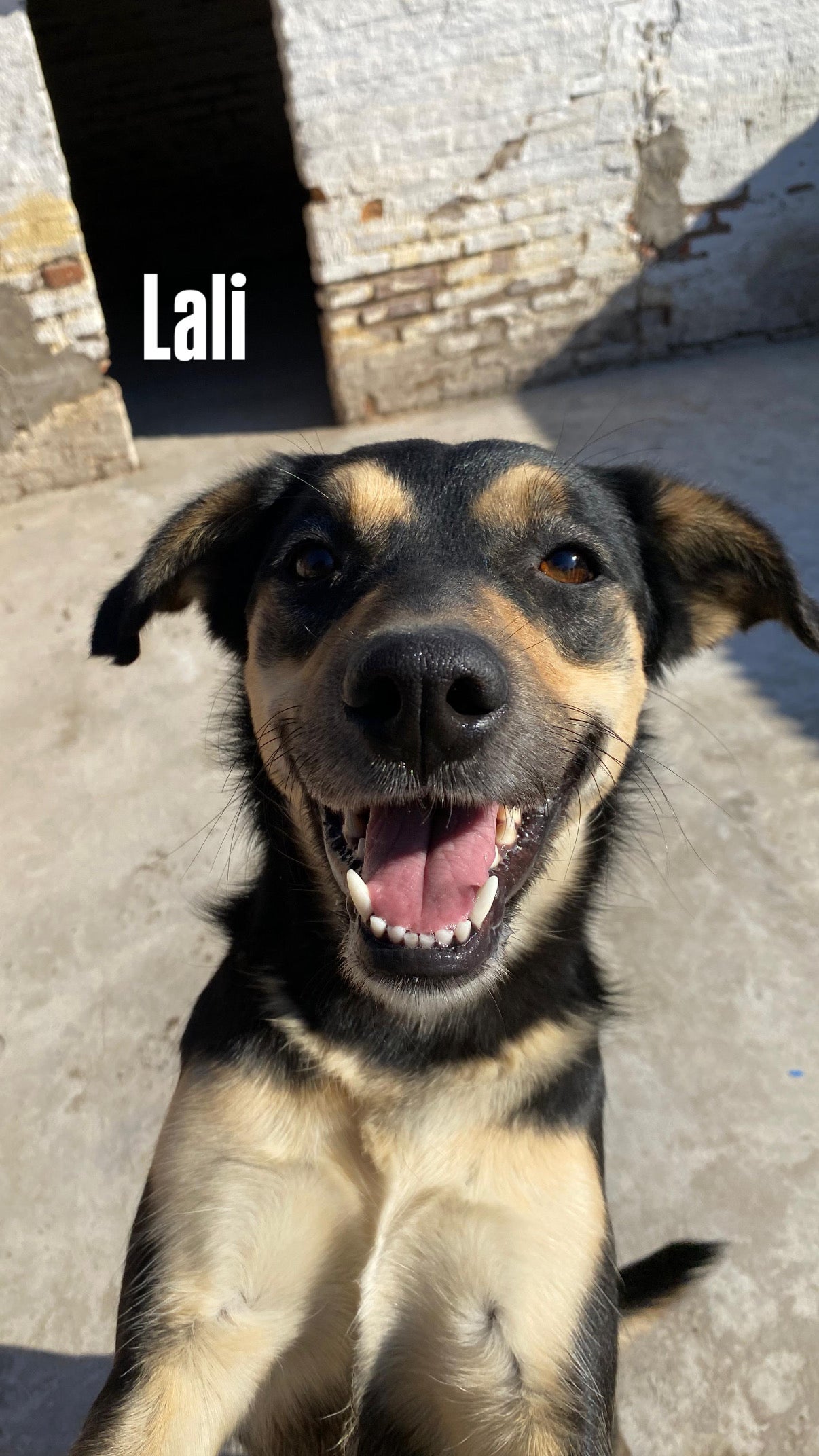 Lali