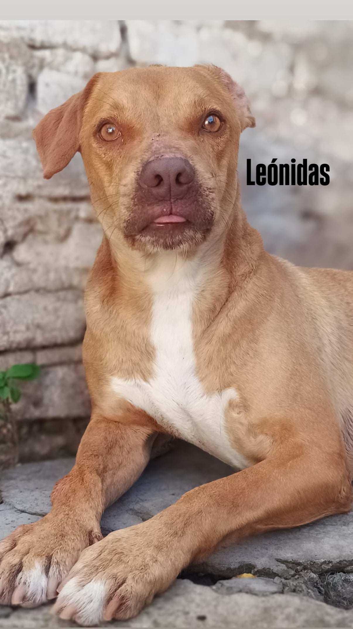 Leonidas