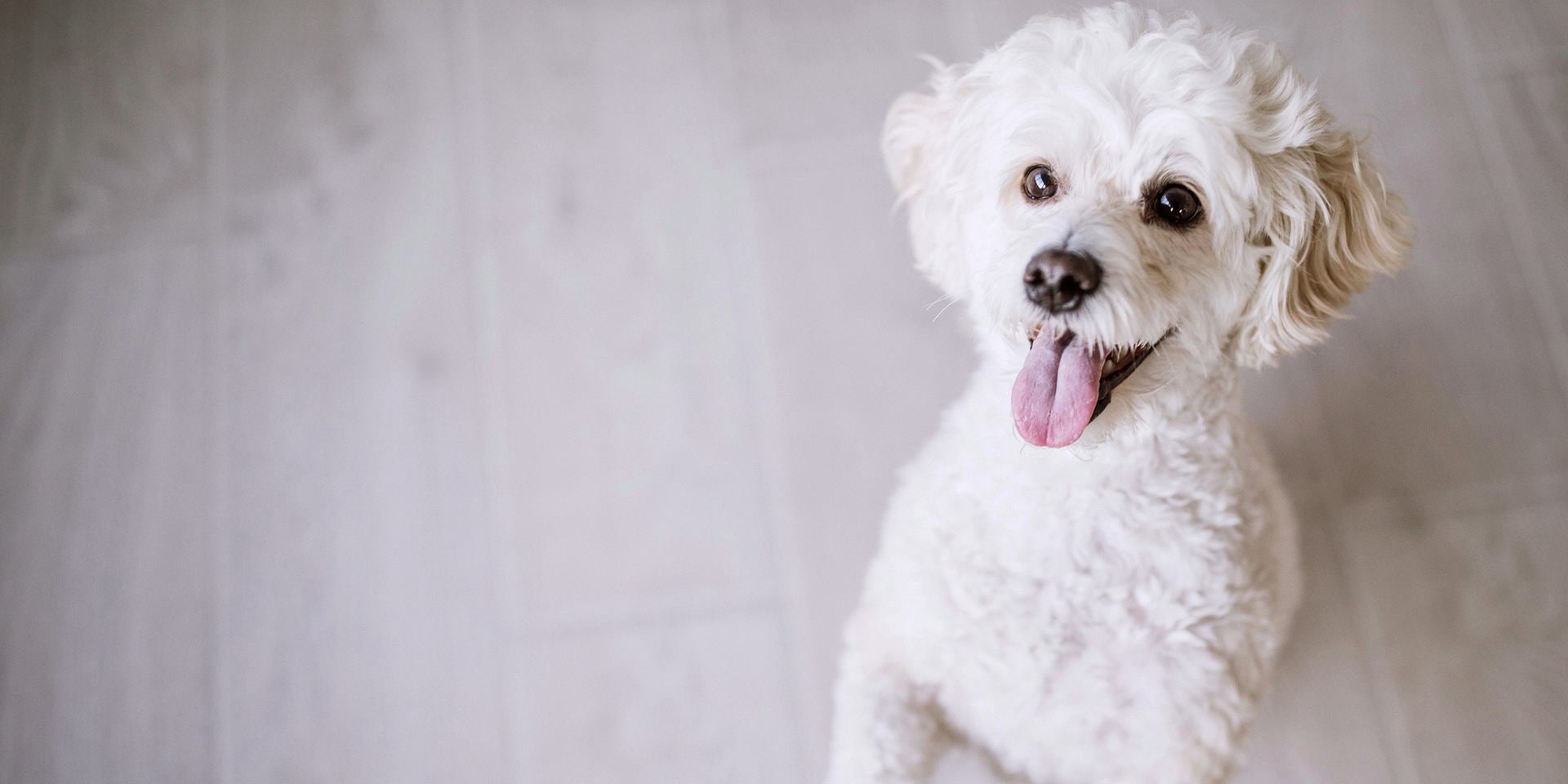 Razas de perros más inteligentes - Poodle Aunque no lo creás, los poodle son una de las razas de perros más inteligentes. ¿Te lo esperabas?