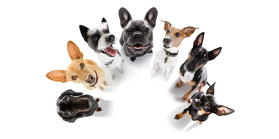 Verrugas en perros - Contacto  Si tu mascota tiene verrugas, evitá que esté en el mismo lugar que otros perros: podría contagiarlos.